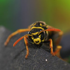 United Colors of Borussia Dortmund