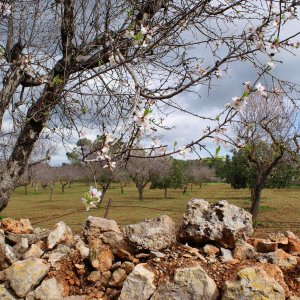 Mandelblüte auf Mallorca 1