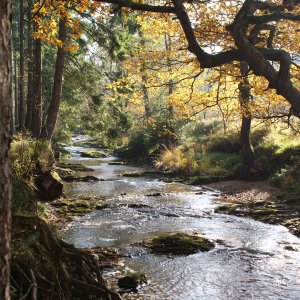 Bachlauf am Hohen Venn