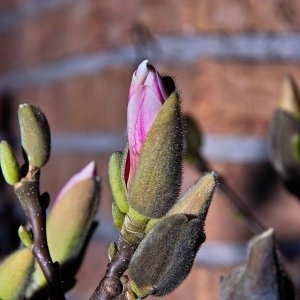 Aufgehende Magnolienblüte