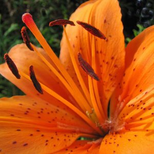 Nahaufnahme einer Feuerlilie