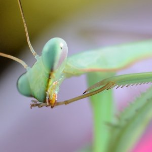 Hierodula membranacea