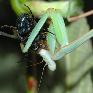 Hierodula membranacea