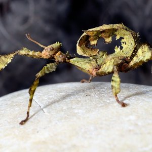Extatosoma tiaratum