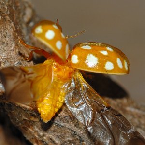 Marienkäfer (Coccinellidae)