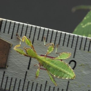 Phyllium philippinicum