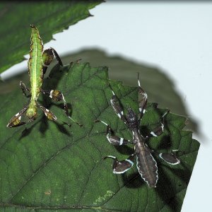 Phyllium philippinicum