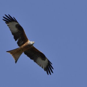 Bild zum Tread Flugstudie