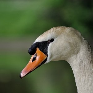 Schwan