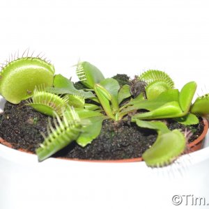 Eine Venus Fliegen Falle