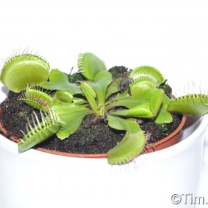 Eine Venus Fliegen Falle