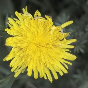 Die ersten Gehversuche mit der Sigma SD10