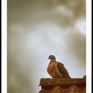 besser eine Taube auf dem Dach, als ein.....