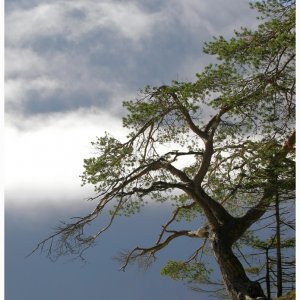 Baum über dem Eibsee