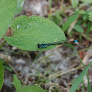 Heimische Libelle, oder eingewandert?