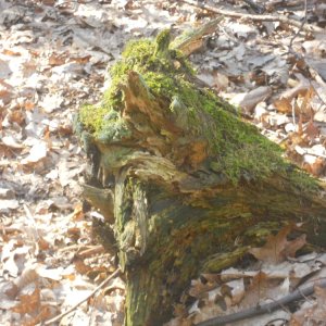 Baumstumpf oder Schweinekopf?