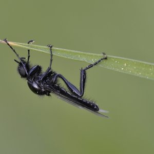 Bilder zum Tread Makro