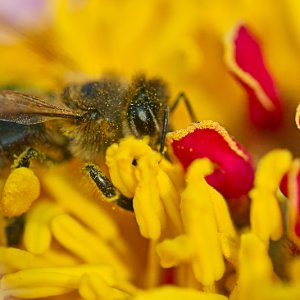 Himmlisches Mittagessen.