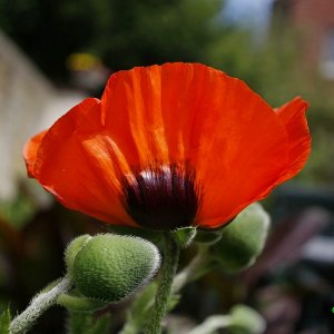 Mohn!