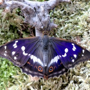 Großer Schillerfalter