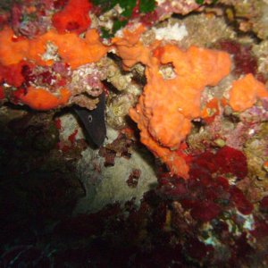 Unterwasser vor Mallorca