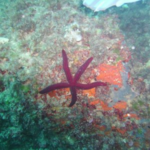 Unterwasser vor Mallorca