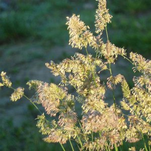 Grasblüten in der Morgensonne