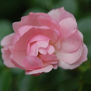 Mal meine 10x Macrolinse probiert