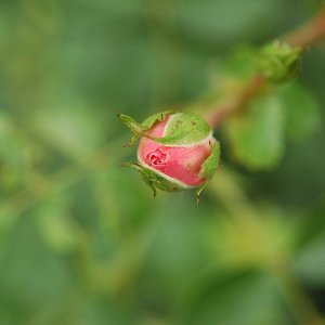 Mal meine 10x Macrolinse probiert