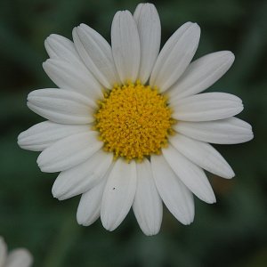 Mal meine 10x Macrolinse probiert