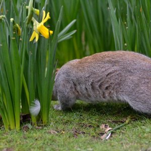 graues Eichhörnchen