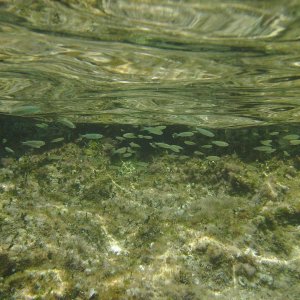 Unterwasser vor Mallorca