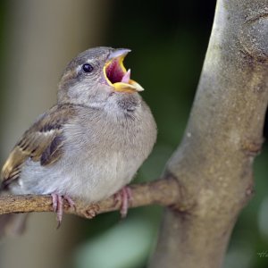 Mutti wo is den der Schnuller, für den Kleinen?