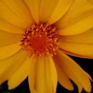 Teil einer Blume.....