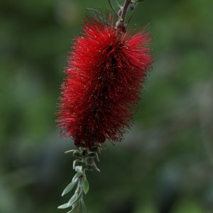 Callistemon pallidus