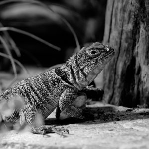 Amphibien Ausstellung München 2011