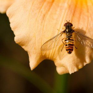 Schwebfliege und Hummel