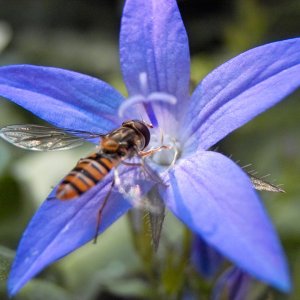 Makro mit der Polaroid x530