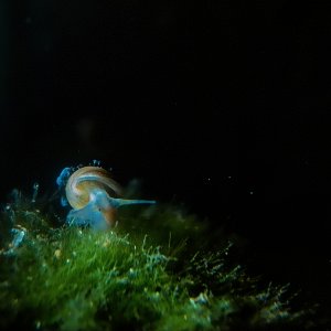 Rennschnecke auf Mooskugel