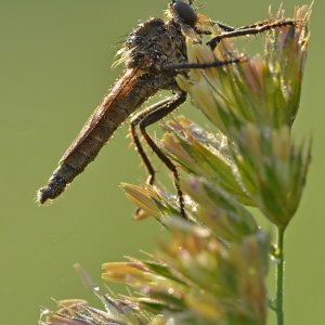Insekten