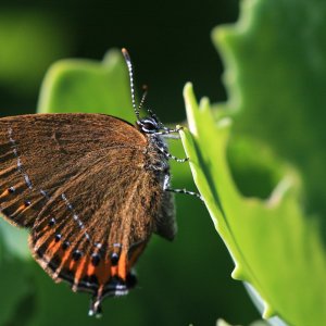 Pflaumenzipfelfalter