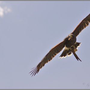 Flugschau im Weltvogelpark Walsrode