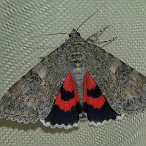 Catocala nupta