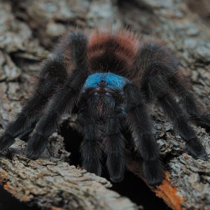 Avicularia versicolor