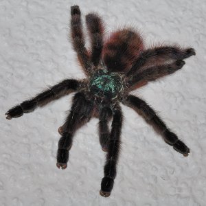 Avicularia versicolor