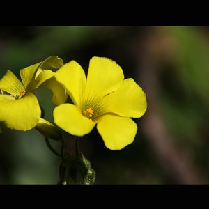 bunter Blütenreigen