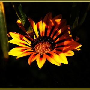 bunter Blütenreigen