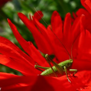 Grashüpfer auf rotem Mohn