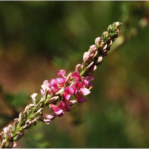 bunter Blütenreigen