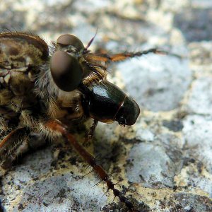 Meine ersten Makroversuche